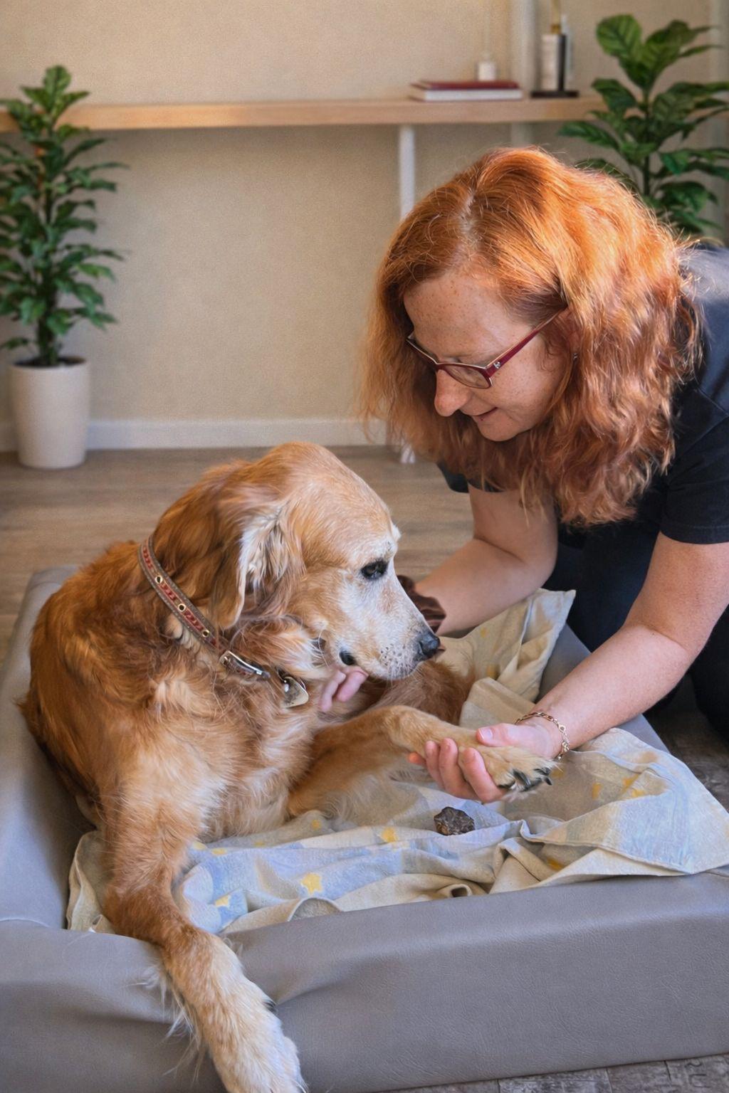 Tierphysiotherapie – Behandlung eines Hundes