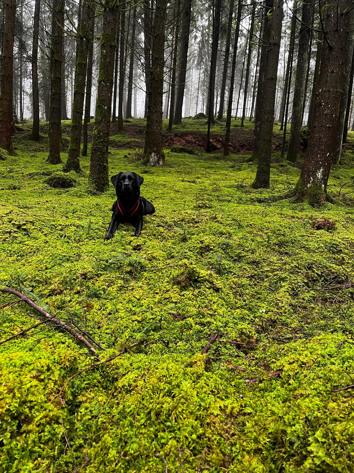 Schwarzer Labrador im Wald – Palliativbegleitung